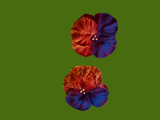 Pansy