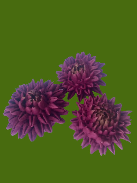 Chrysanthemum